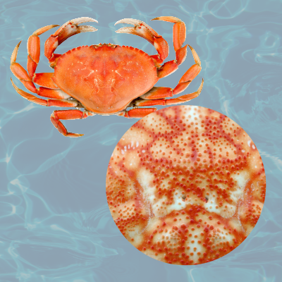 Suginio Biomass Nanofibers made from chitin from crustacean shells